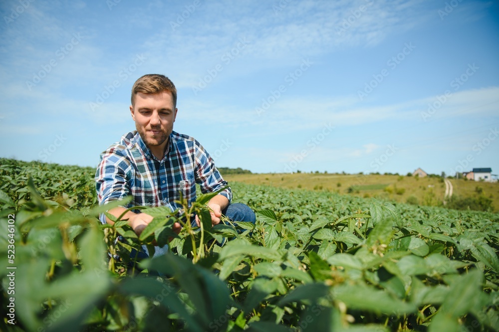 Fototapeta premium Agronomist inspecting soya bean crops growing in the farm field. Agriculture production concept. young agronomist examines soybean crop on field in summer. Farmer on soybean field.