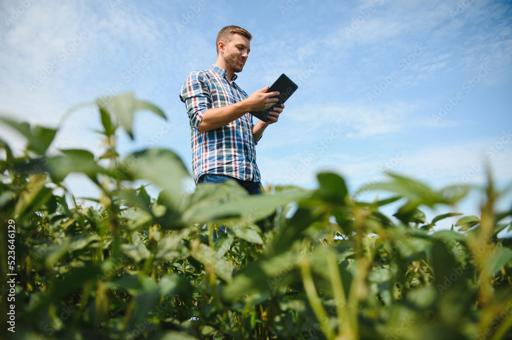 A farmer inspects a green soybean field. The concept of the harvest A farmer inspects a green soybean field. The concept of the harvest