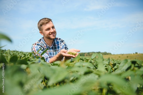 Farmer or agronomist examine green soybean plants in field.