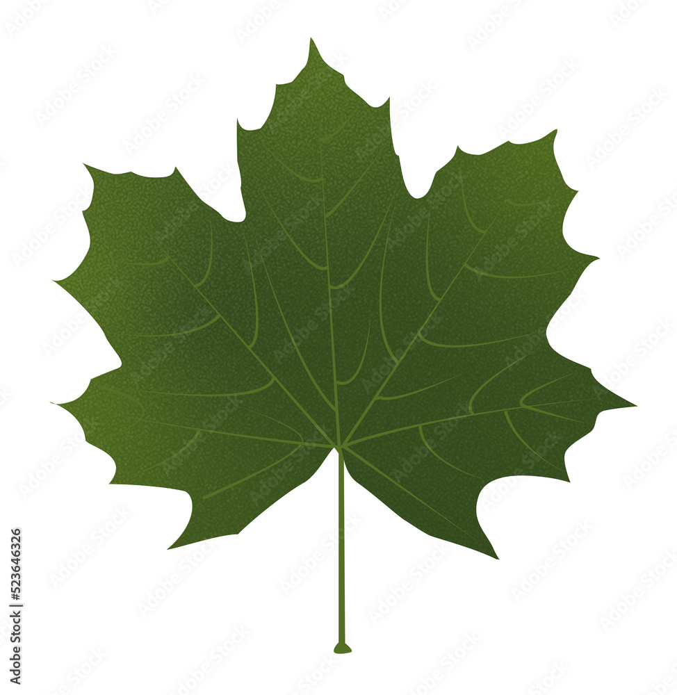 klon liście gałązka drzewo zielony las rozpoznanie drewno drzewo - obrazy, fototapety, plakaty 