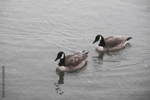 Two snowy Canadian Geese in water