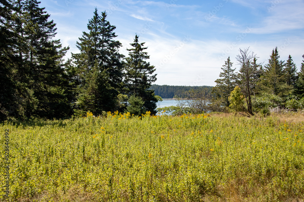 Fototapeta premium meadow and forest