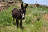 Hausesel / Donkey / Equus asinus asinus.