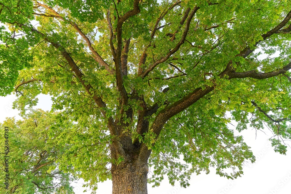 Oak tree in full leaf in summer standing alone Oak tree in full leaf in summer standing alone
