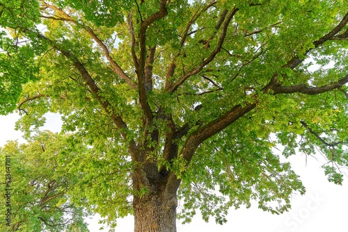 Oak tree in full leaf in summer standing alone © Aleksandrs