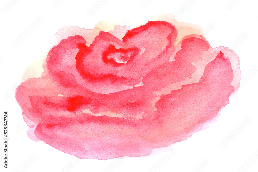 Pink watercolor rose flower, red bloom, art decoration, sketch. Illustration hand drawn modern