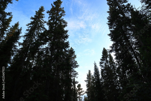 Large fir trees in the old forest. Summer day. Underexposed photo. Jämtland, Sweden, Europe.