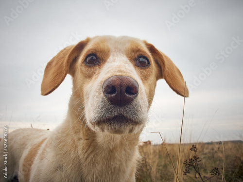 Ταπετσαρία Village dog on the field.