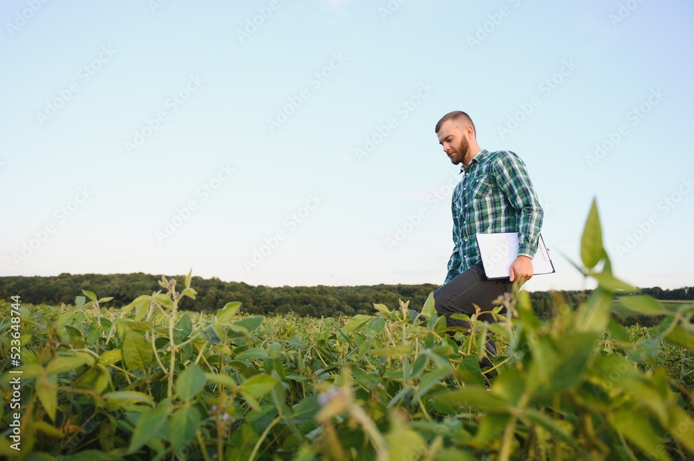 Agronomist inspecting soya bean crops growing in the farm field. Agriculture production concept. young agronomist examines soybean crop on field in summer. Farmer on soybean field Agronomist inspecting soya bean crops growing in the farm field. Agriculture production concept. young agronomist examines soybean crop on field in summer. Farmer on soybean field