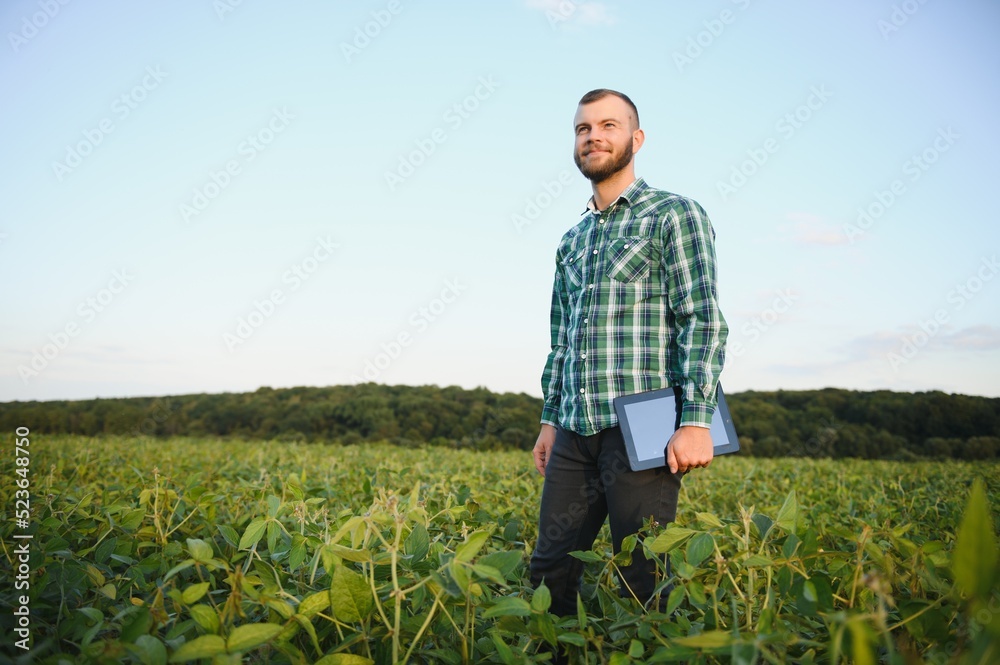 Young agronomist holds tablet touch pad computer in the soy field and examining crops before harvesting. Agribusiness concept. agricultural engineer standing in a soy field with a tablet in summer. Young agronomist holds tablet touch pad computer in the soy field and examining crops before harvesting. Agribusiness concept. agricultural engineer standing in a soy field with a tablet in summer.