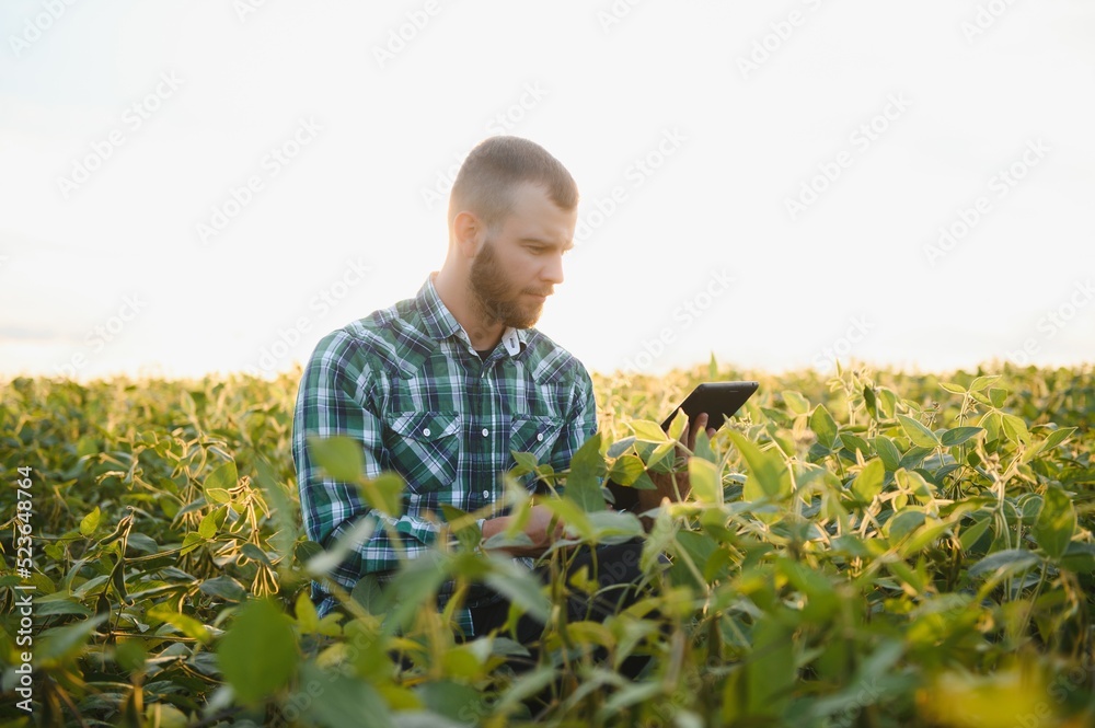 Agronomist inspecting soya bean crops growing in the field Agronomist inspecting soya bean crops growing in the field