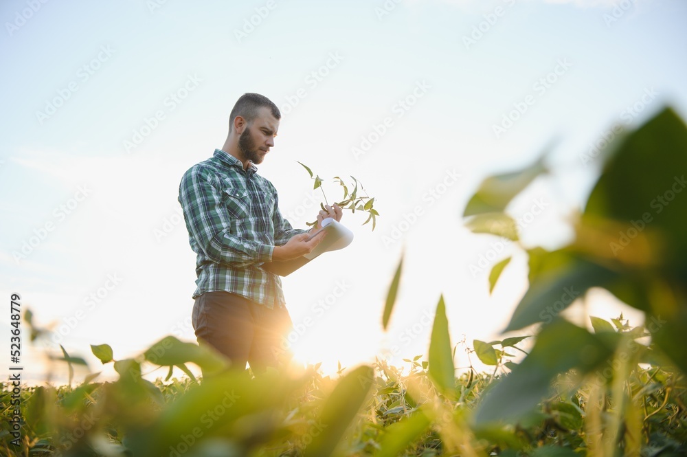 A farmer agronomist inspects green soybeans growing in a field. Agriculture A farmer agronomist inspects green soybeans growing in a field. Agriculture