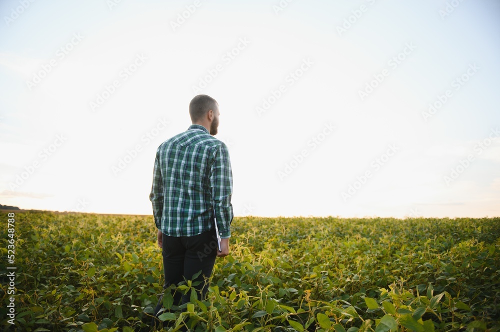 A farmer agronomist inspects green soybeans growing in a field. Agriculture