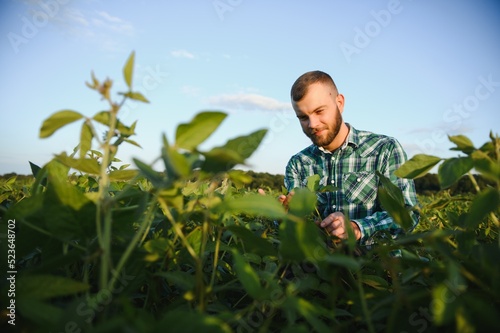 Agronomist inspects soybean crop in agricultural field - Agro concept - farmer in soybean plantation on farm