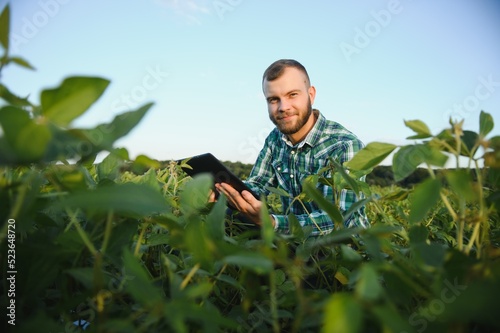 Agronomist inspects soybean crop in agricultural field - Agro concept - farmer in soybean plantation on farm