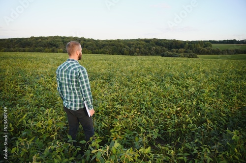 A farmer agronomist inspects green soybeans growing in a field. Agriculture