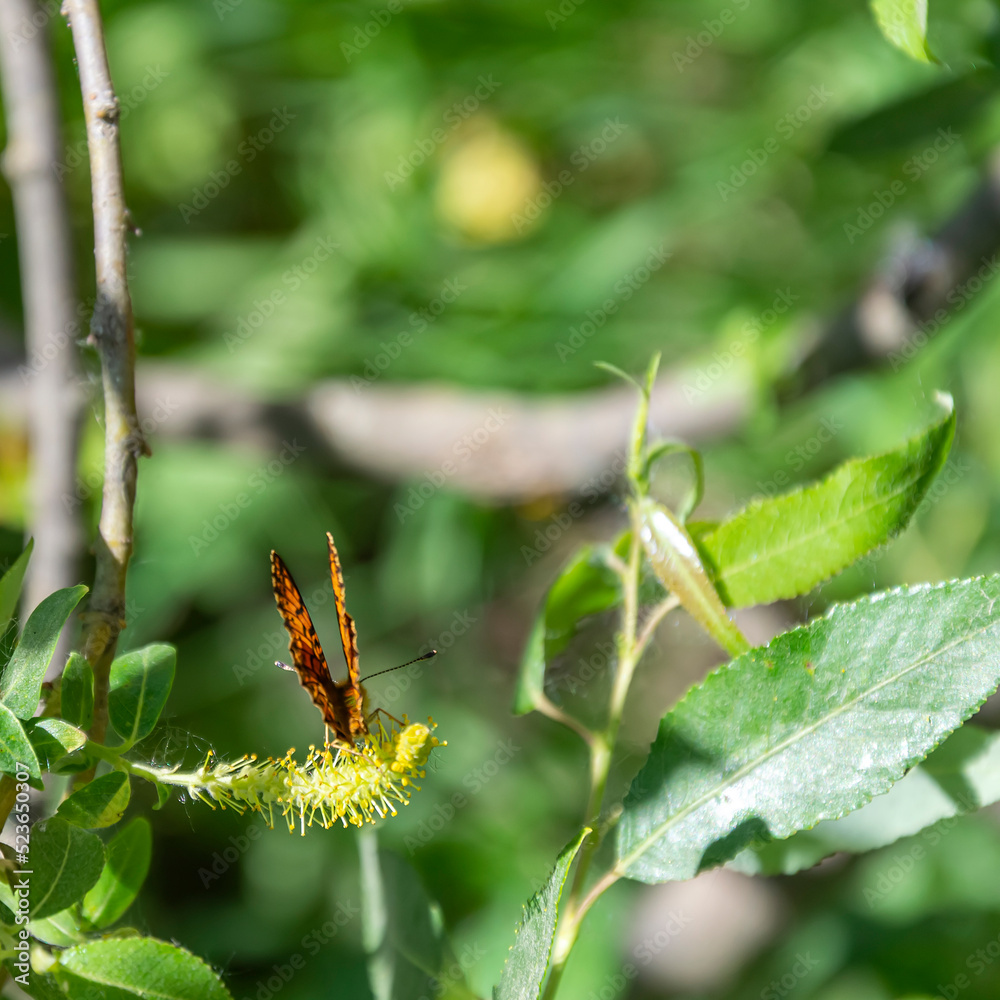 Fototapeta premium a butterfly among the foliage