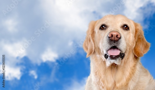 happy adult dog smiling on color background