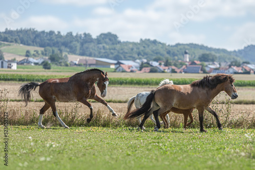 A herd of horses running across a pasture in summer outdoors. Four horses in motion
