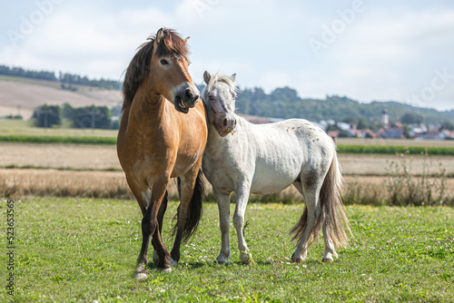 Funny portrait of two ponies on a pasture in summer outdoors. The horses look like they  re posing for the camera. A rural landscape is seen in the background