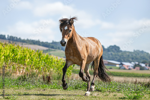 Fototapeta Naklejka Na Ścianę i Meble -  Portrait of a buckskin icelandic horse gelding running across a pasture in summer outdoors