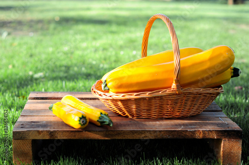 Four juicy ripe, yellow zucchini on a wood table, close-up, harvest vegetable, photo