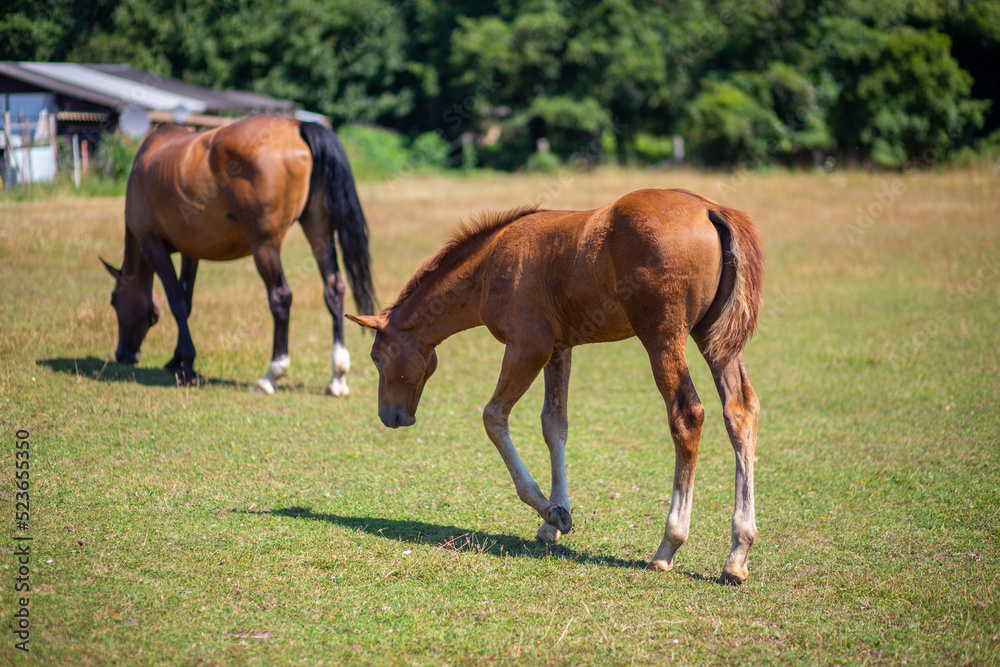 Colt and Mare Hengstfohlen und Mutter Stute genießen Spaß zu zweit und grasen auf der Koppel paddock Colt and Mare Hengstfohlen und Mutter Stute genießen Spaß zu zweit und grasen auf der Koppel paddock