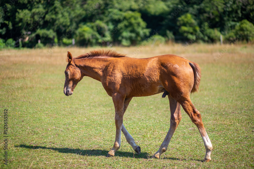 Fototapeta premium Colt and Mare Hengstfohlen und Mutter Stute genießen Spaß zu zweit und grasen auf der Koppel paddock