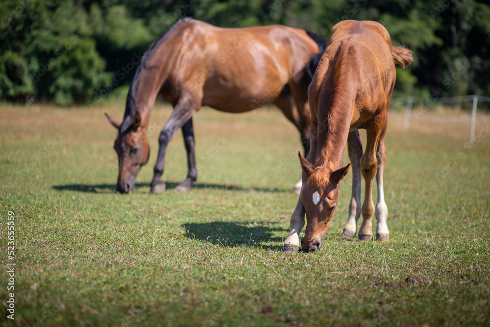 Colt and Mare Hengstfohlen und Mutter Stute genießen Spaß zu zweit und grasen auf der Koppel paddock