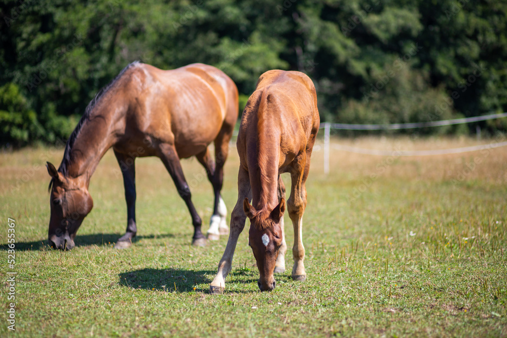 Colt and Mare Hengstfohlen und Mutter Stute genießen Spaß zu zweit und grasen auf der Koppel paddock Colt and Mare Hengstfohlen und Mutter Stute genießen Spaß zu zweit und grasen auf der Koppel paddock
