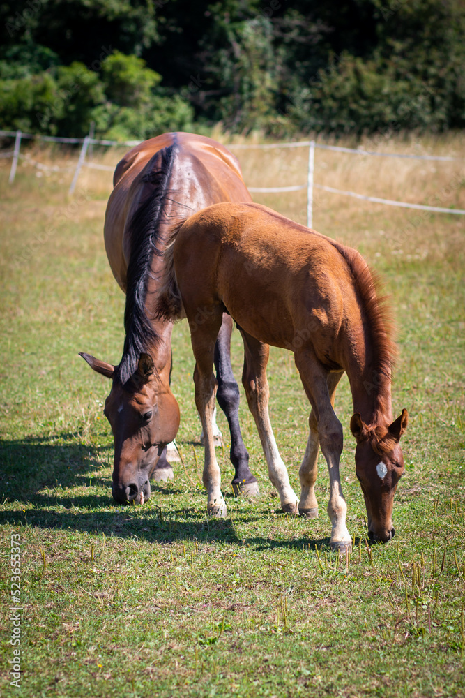 Fototapeta premium Colt and Mare Hengstfohlen und Mutter Stute genießen Spaß zu zweit und grasen auf der Koppel paddock