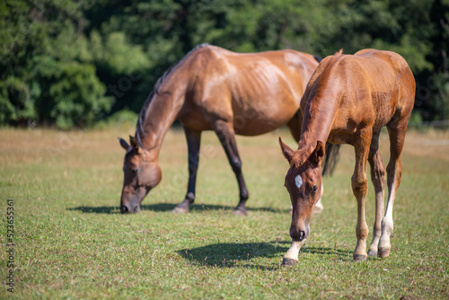 Colt and Mare Hengstfohlen und Mutter Stute genie  en Spa   zu zweit und grasen auf der Koppel paddock