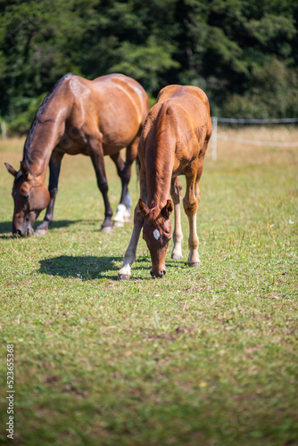 Colt and Mare Hengstfohlen und Mutter Stute genießen Spaß zu zweit und grasen auf der Koppel paddock