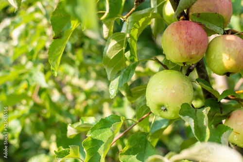 Apples covered with raindrops in a summer garden