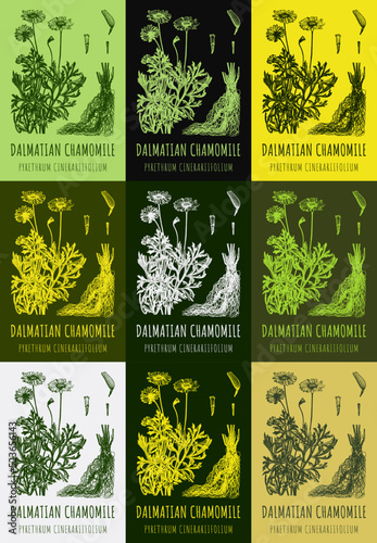 Set of hand drawn vector graphic illustrations of dalmatian chamomile PYRETHRUM CINERARIIFOLIUM for print, logo, emblem, label and other decorations. Alternative medicine, beauty, cosmetics and medici