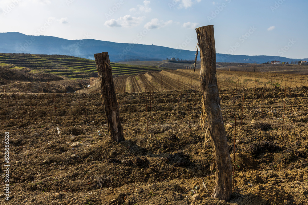 New Vineyard in Slovenian Hills of Vipava valley in Bilje Vrtojba Slovenia
