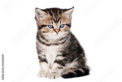 little brown kitten with blue eyes isolated