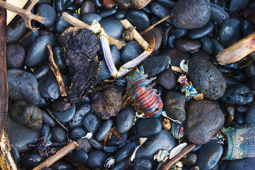 Lobster Shell and 'Ili'ili on an East Maui beach photo