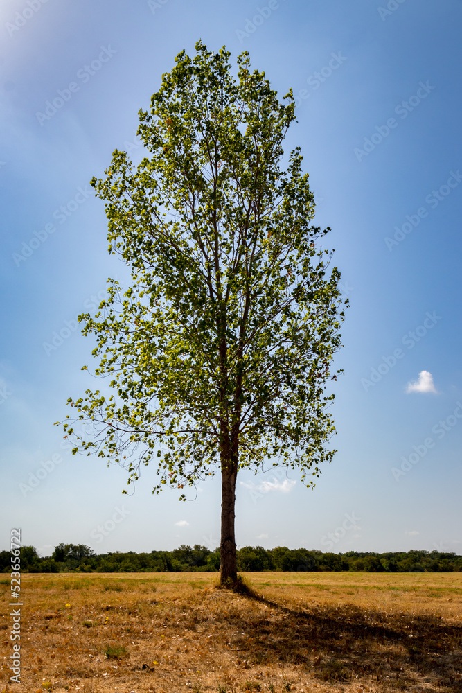 Obraz premium Walking in a park looking for shadow