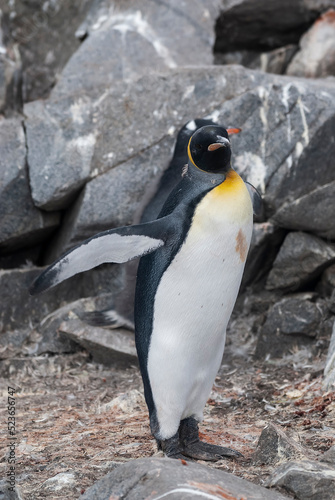 Emperor penguin,Aptenodytes forsteri, in Port Lockroy, Goudier island, Antartica. photo