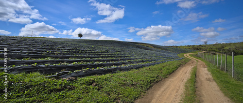 Strawberry field in the region of Maule, Chile during spring season