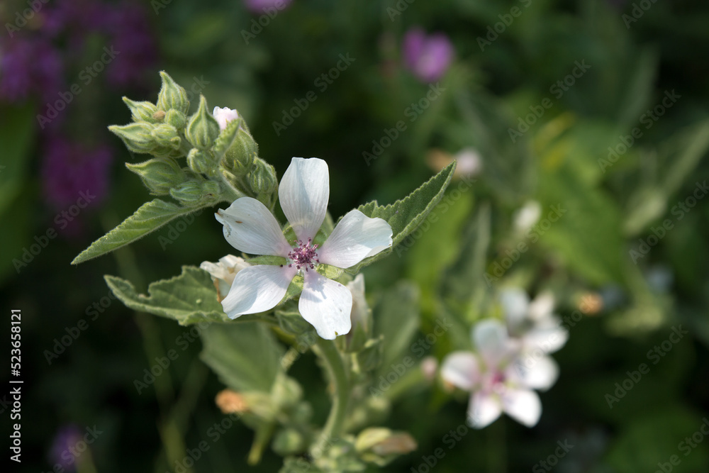 Fototapeta premium flowers in the forest