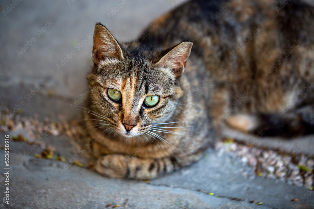 The funny dark street cat with light green beautiful eyes intently looking at camera. Selective focus with shallow depth of field. Portrait of a fluffy male stray cat sitting on the asphalt, outside