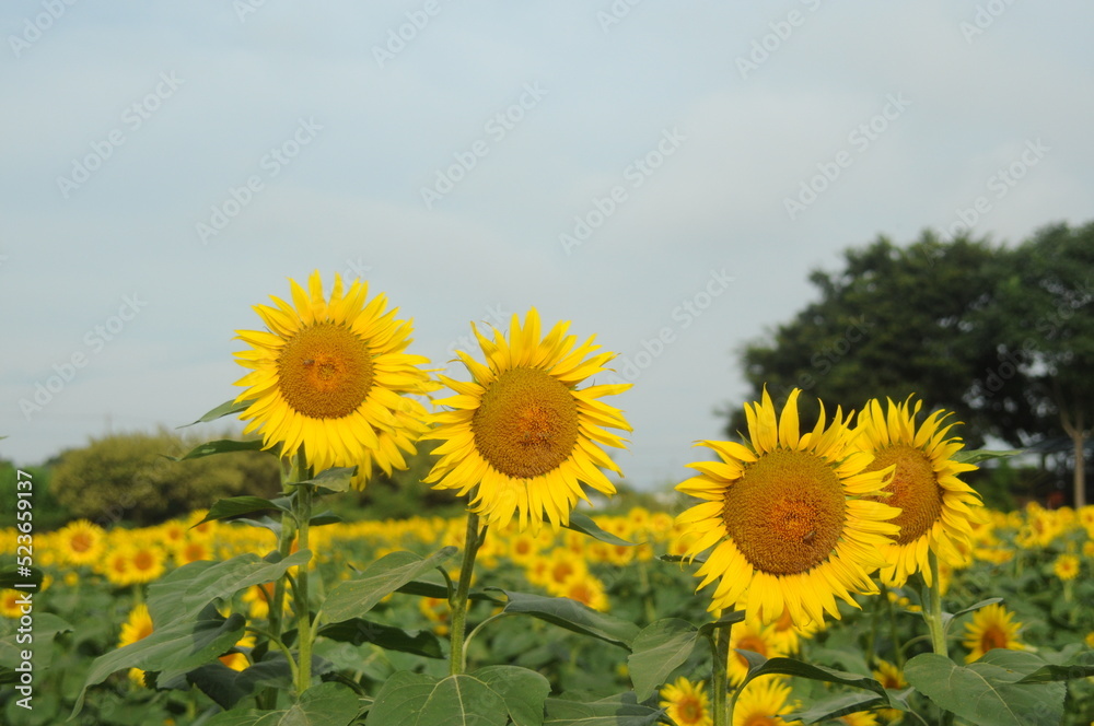 Fototapeta premium ひまわり畑