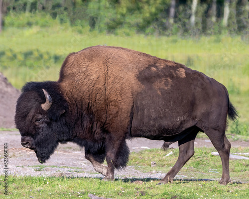 Bison stock photo and image. Close-up profile side view with a blur field background in its environment and habitat surrounding displaying big horns and brown fur. Buffalo Picture.