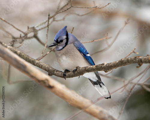 Blue Jay Bird Photo and Image. Close-up perched on a branch with a blur forest background in the winter season environment and habitat surrounding displaying blue feather plumage wings. Portrait. ©  Aline