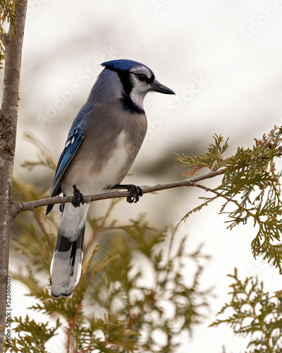 Fotografie Blue Jay Photo and Image