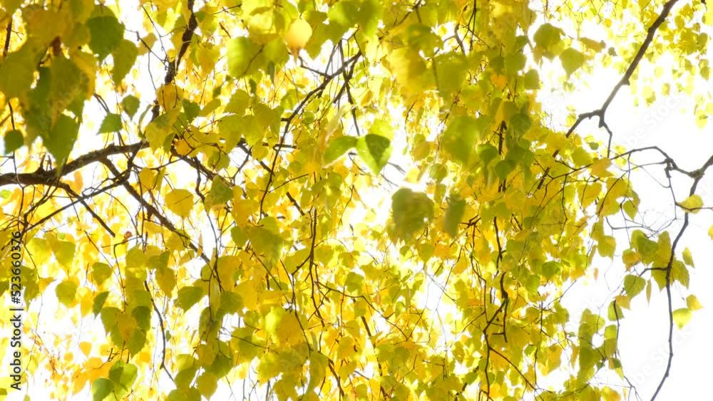 Autumn park or forest. Orange and yellow trees in a light haze. Autumn nature landscape the wind blows and shakes the tree branches Autumn park or forest. Orange and yellow trees in a light haze. Autumn nature landscape the wind blows and shakes the tree branches