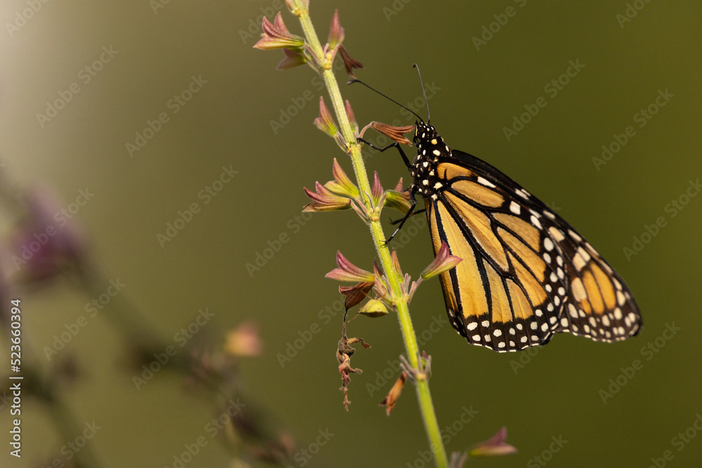 Fototapeta premium Monarch butterfly on flower stem