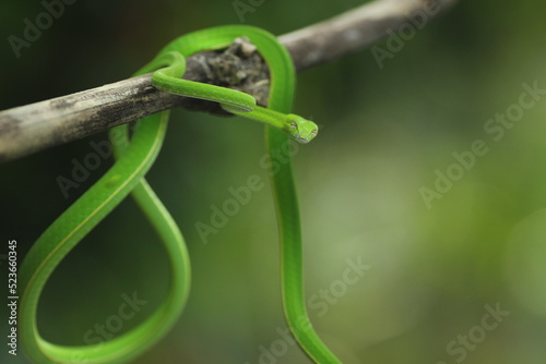 green snake wrapped around a log